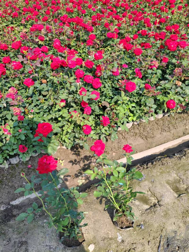 大花月季大杯平面高度35一40cm，基地有量，欢迎订购