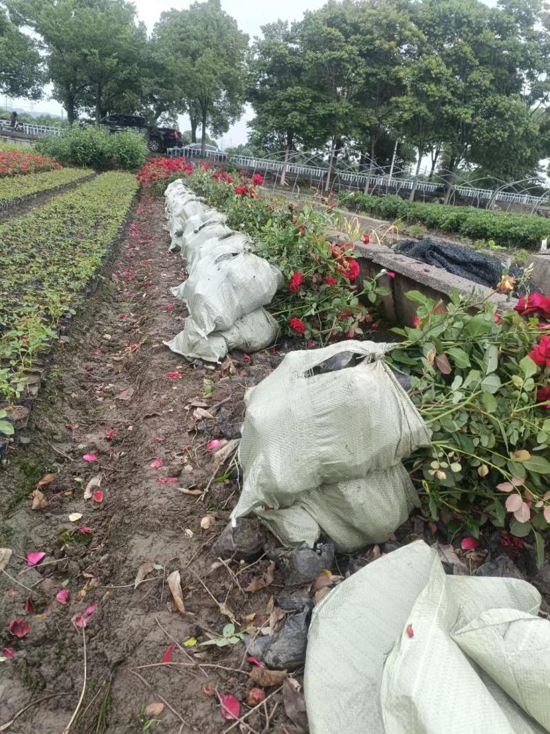 大花月季大杯平面高度35一40cm，基地有量，欢迎订购