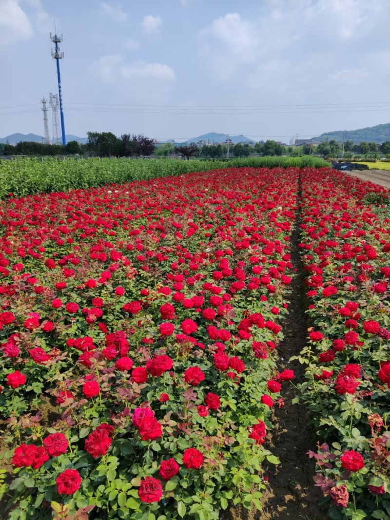 大花月季大杯平面高度35一40cm，基地有量，欢迎订购