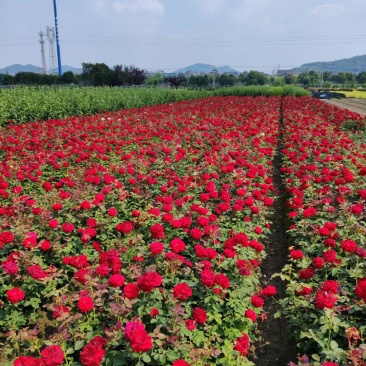 大花月季大杯平面高度35一40cm，基地有量，欢迎订购