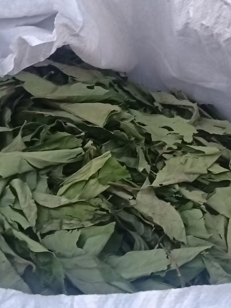 绿柿叶最后几天了有要的赶紧下单了！