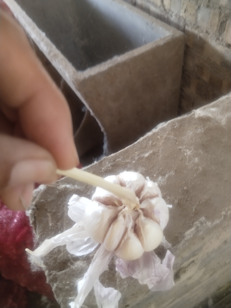 紫皮大蒜