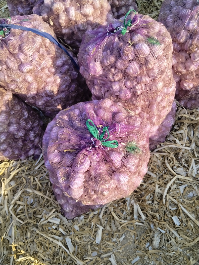 紫皮大蒜