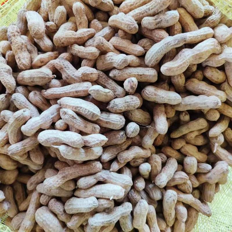 《大果鲜花生》祥符花生精品质量一手货源量大从优