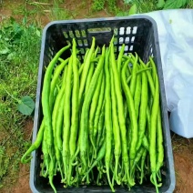 精品二荆条辣椒大量上市品质保证量大从优欢迎联系