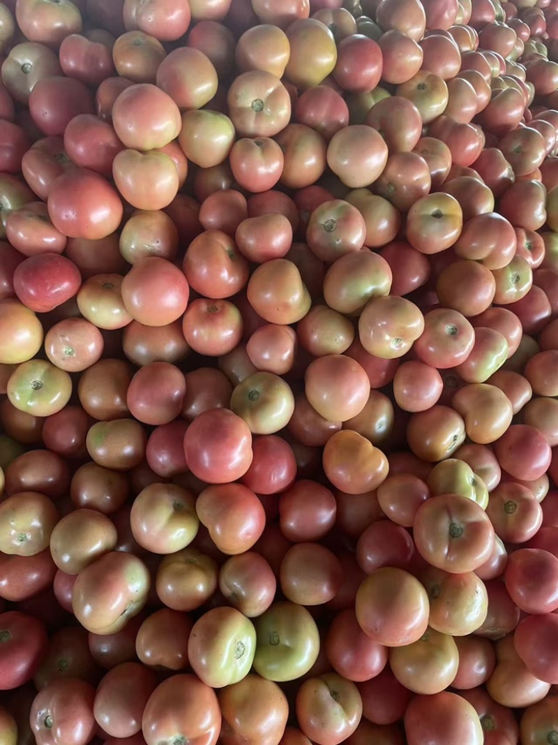 口感番茄硬粉番茄基地直发品质好价格优欢迎来电