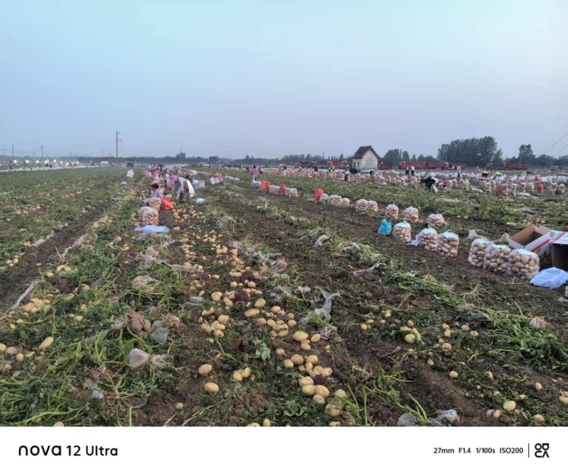 河南土豆沃土5号土豆大量上市对接市场商超