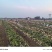 河南土豆沃土5号土豆大量上市对接市场商超