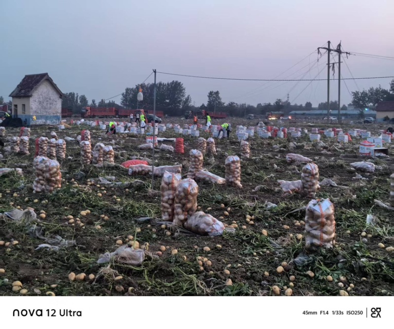 河南土豆沃土5号土豆大量上市对接市场商超