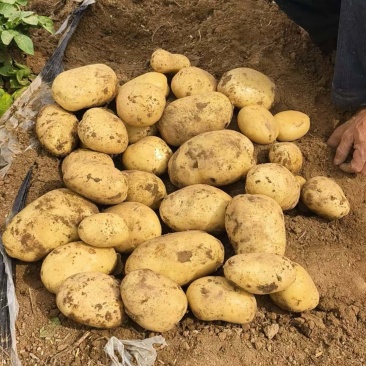 河南土豆沃土5号土豆大量上市对接市场商超