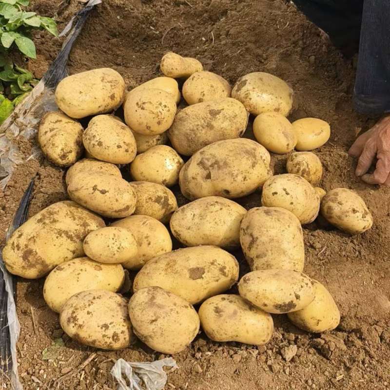 河南土豆沃土5号土豆大量上市对接市场商超
