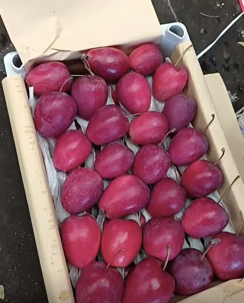 辽宁产地鸡心果大量上市，量大从优，价格可谈品质保障