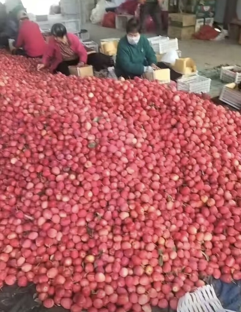辽宁产地鸡心果大量上市，量大从优，价格可谈品质保障