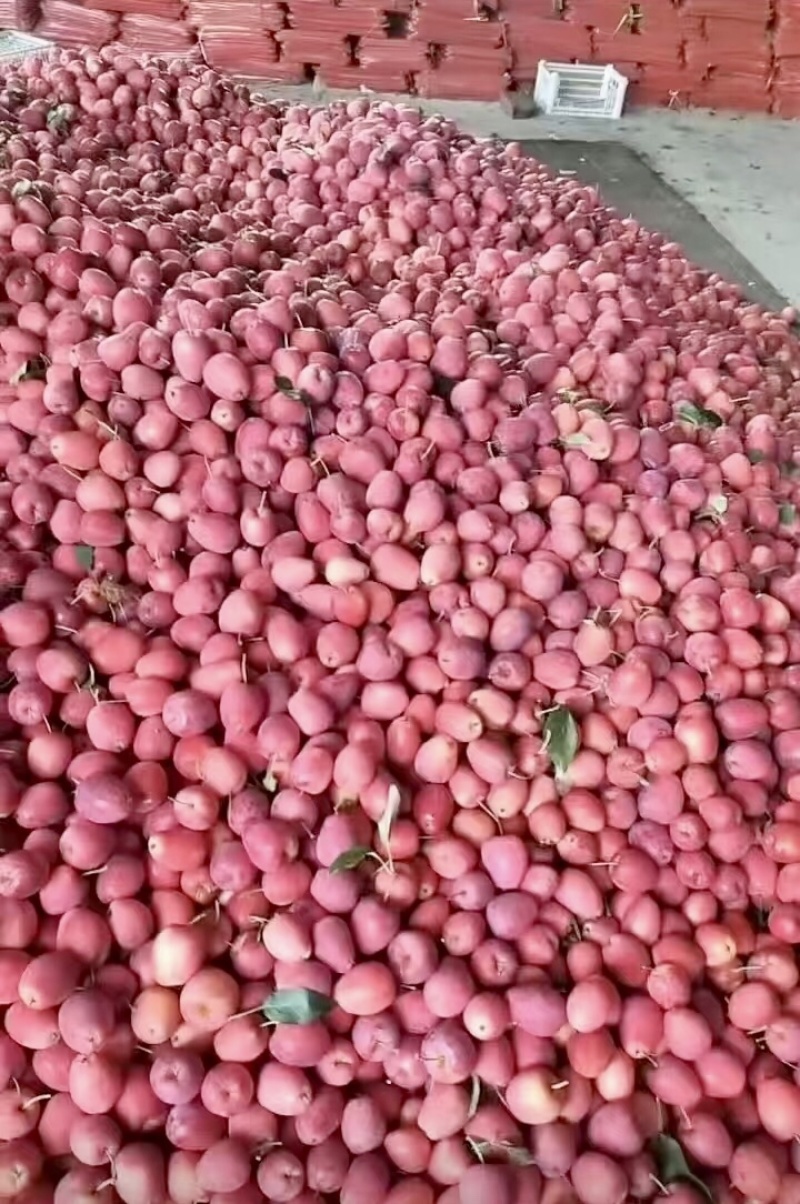 辽宁产地鸡心果大量上市，量大从优，价格可谈品质保障