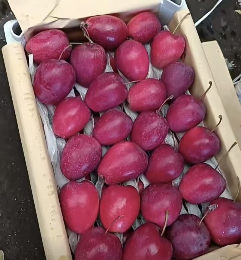 辽宁产地鸡心果大量上市，量大从优，价格可谈品质保障