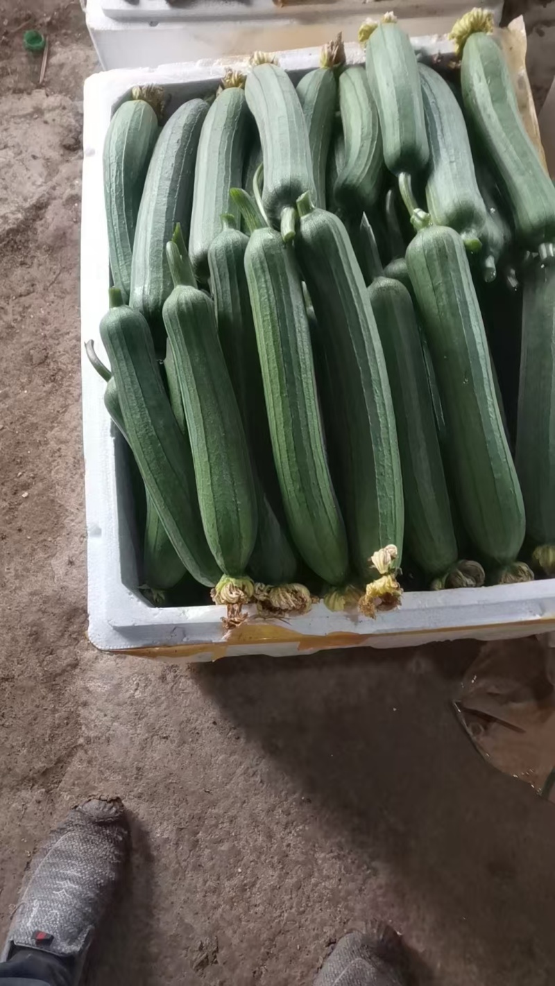 精品油皮丝瓜上市了