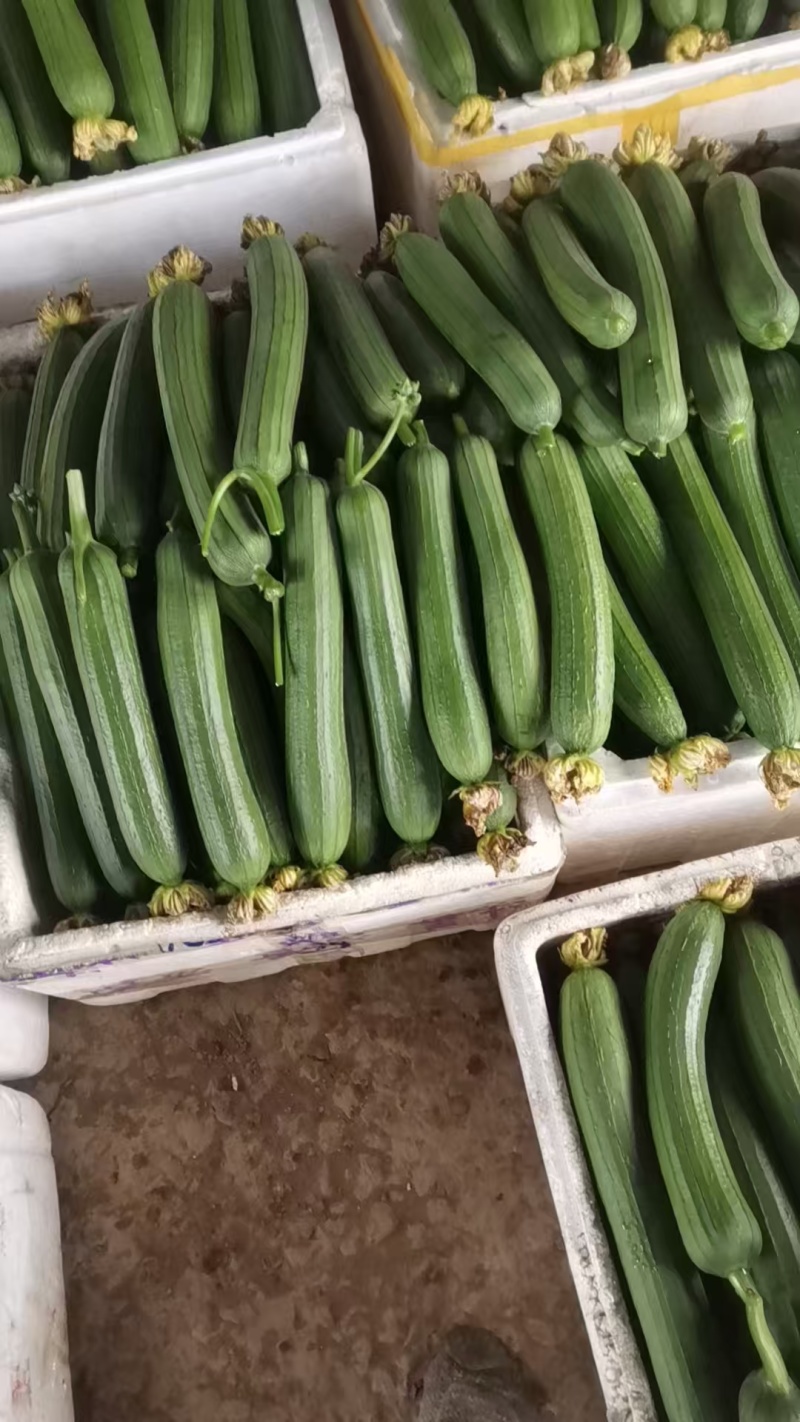 精品油皮丝瓜上市了