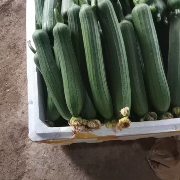 精品油皮丝瓜上市了