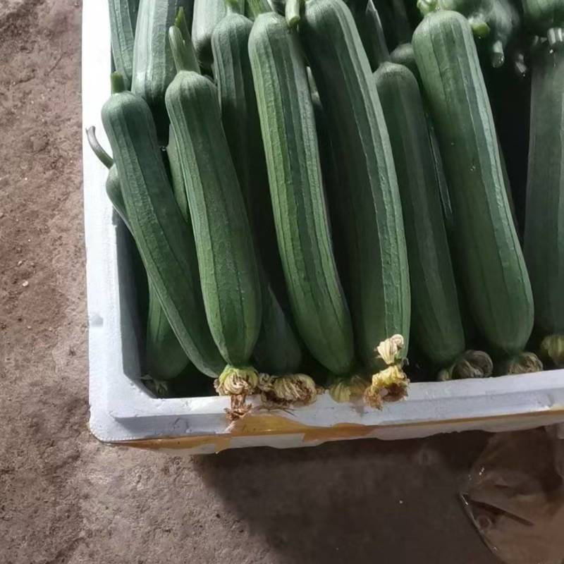 精品油皮丝瓜上市了