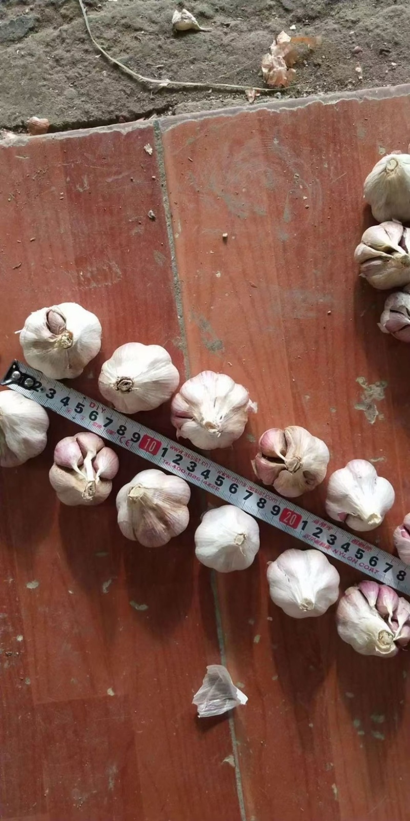 丰县川蒜种丰县红根蒜苗种子紫皮苔蒜瓣现货500吨