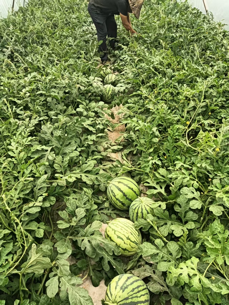 浙江，衢州美都西瓜大量上市了，有需要的新老客户前来选购