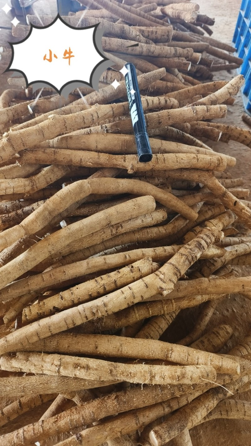新鲜牛大力地摊电商批发新鲜次牛小牛中统大统圆牛牛大力