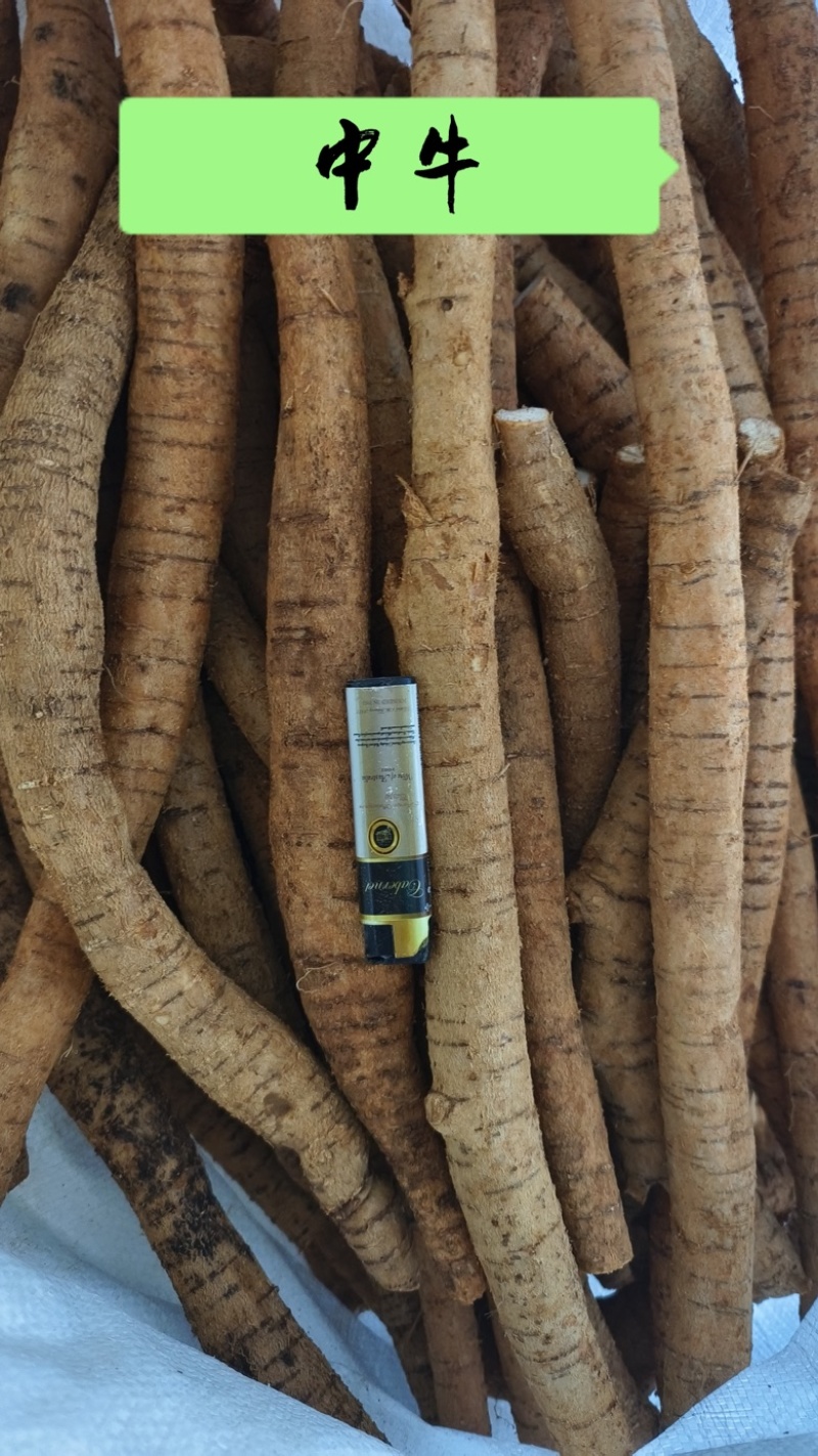 新鲜牛大力地摊电商批发新鲜次牛小牛中统大统圆牛牛大力