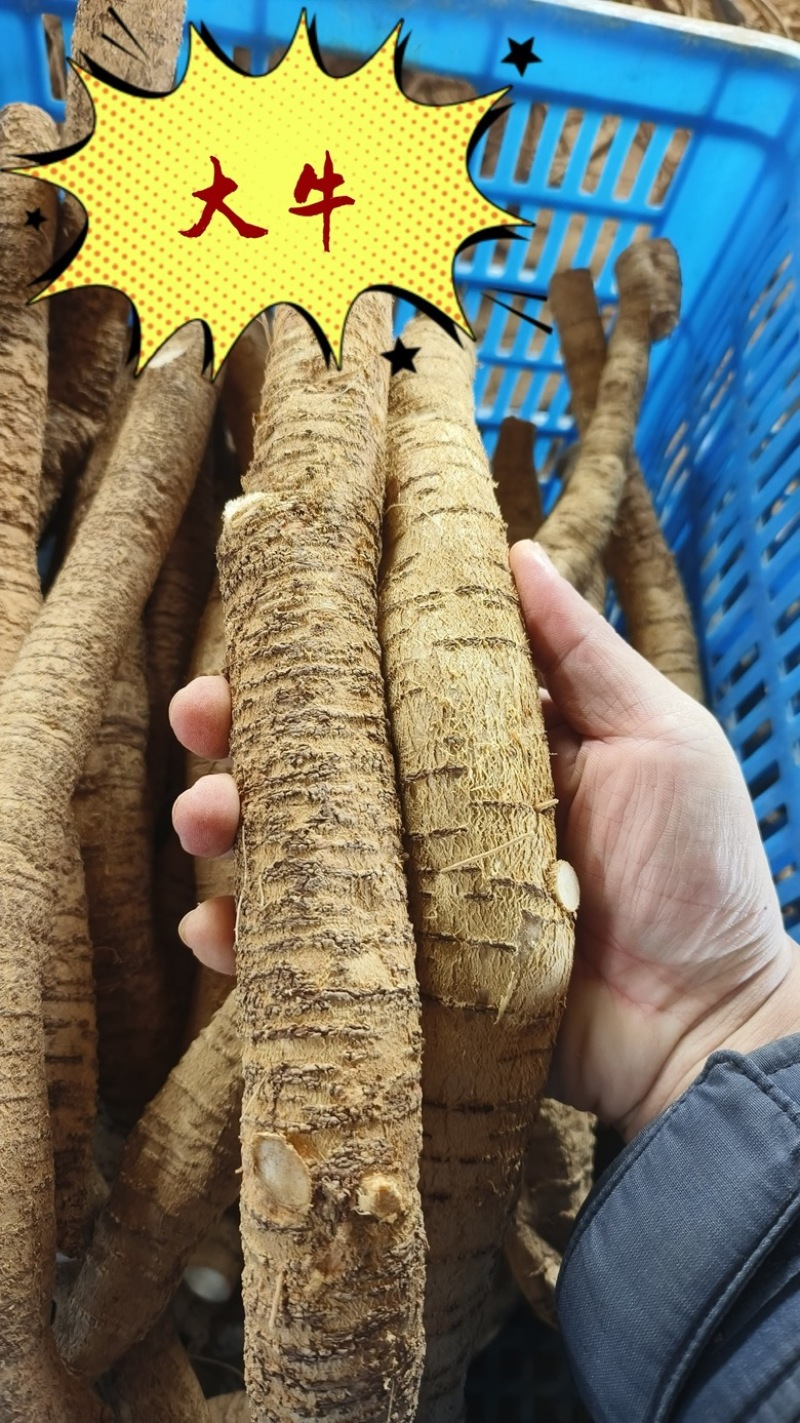 新鲜牛大力地摊电商批发新鲜次牛小牛中统大统圆牛牛大力