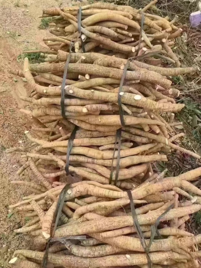 新鲜牛大力地摊电商批发新鲜次牛小牛中统大统圆牛牛大力