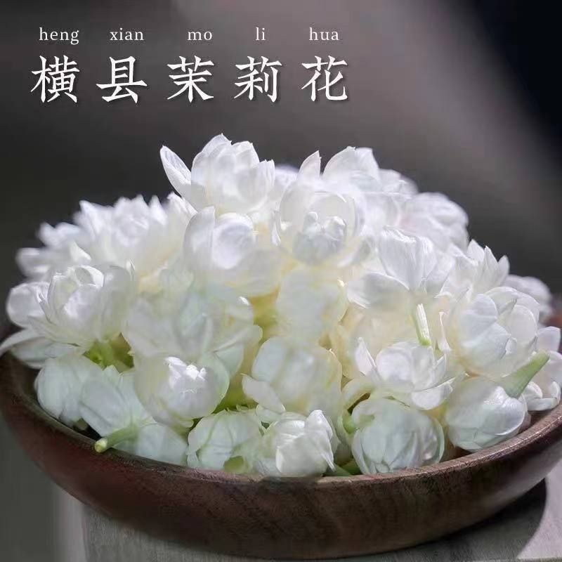 特级广西茉莉花茶雪球花苞茉莉花干花泡茶茶叶罐装冷泡水喝的