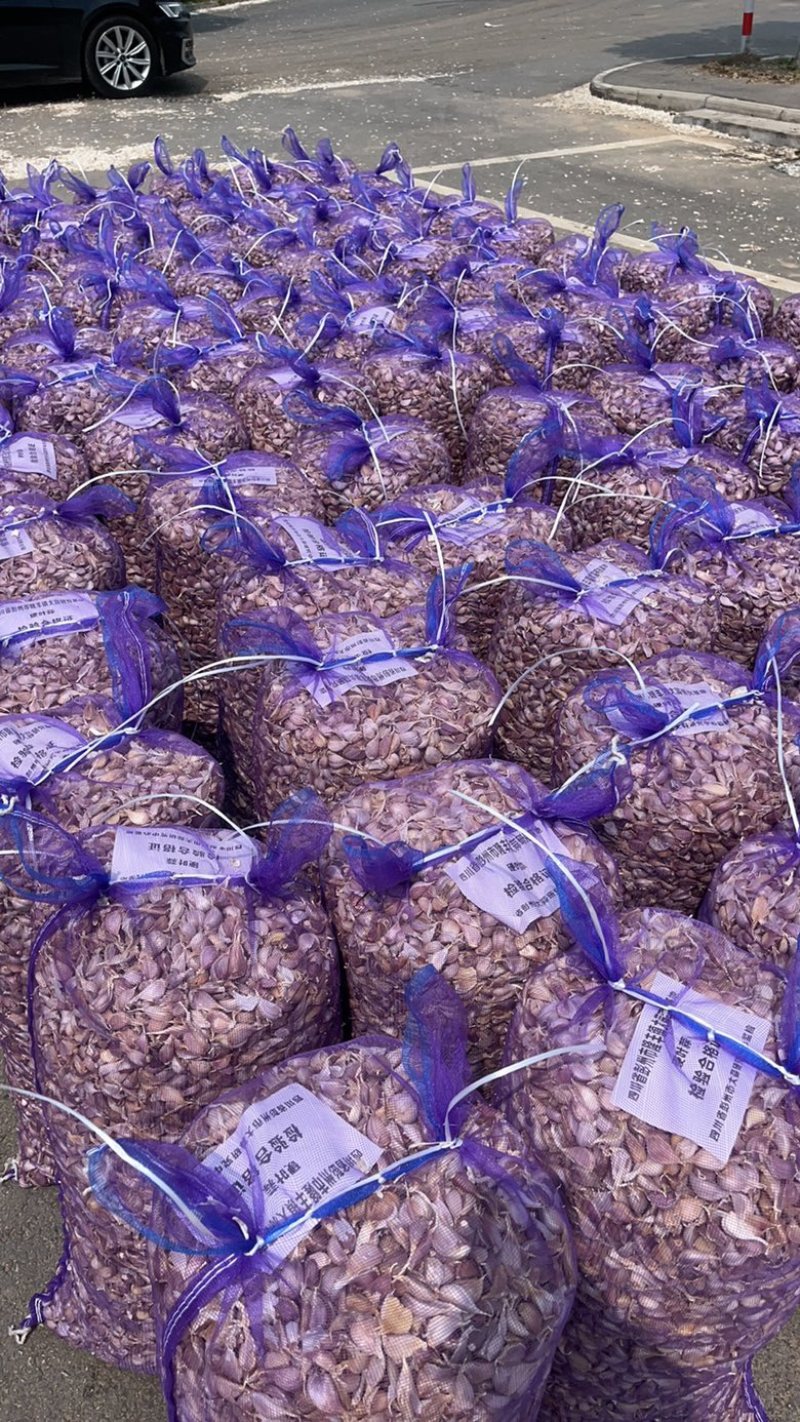 丰县川蒜种丰县红根蒜苗种子紫皮苔蒜瓣现货500吨