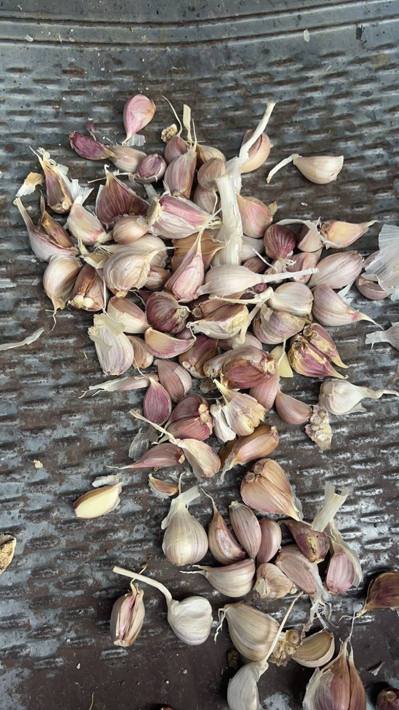 丰县川蒜种丰县红根蒜苗种子紫皮苔蒜瓣现货500吨