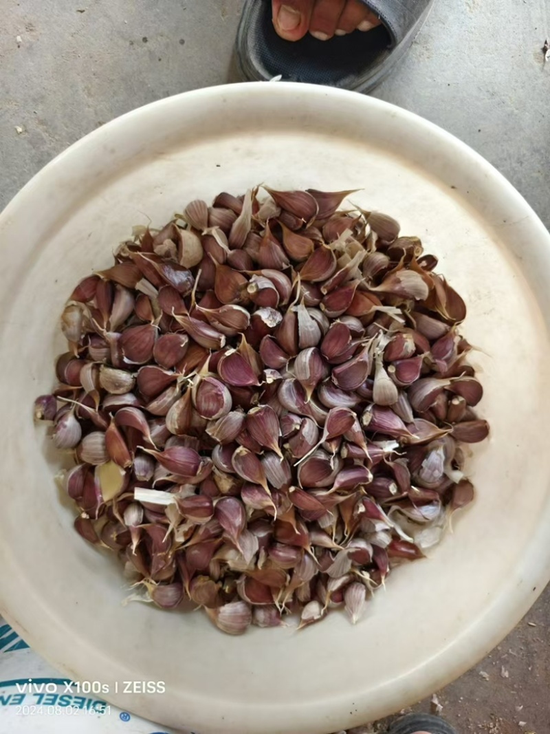 丰县川蒜种丰县红根蒜苗种子紫皮苔蒜瓣现货500吨