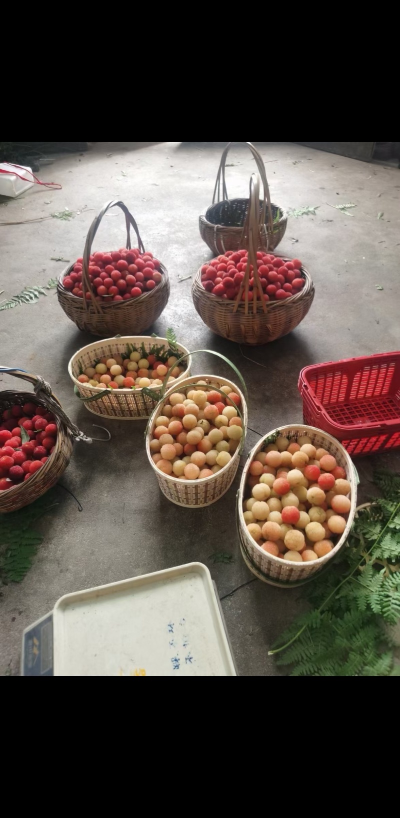 自家真山杨梅，白沙杨梅