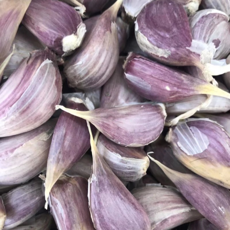 丰县川蒜种丰县红根蒜苗种子紫皮苔蒜瓣现货500吨