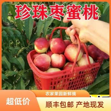 珍珠枣油桃，2025山西运城临猗坡上，一件代发