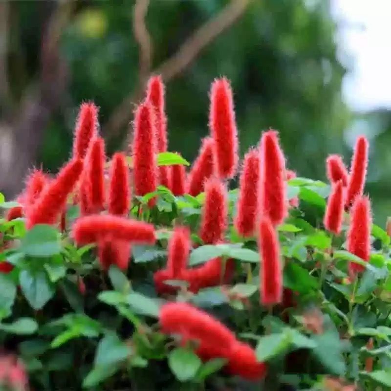 岁岁红红缨吊兰盆栽高级狗尾红四季开花好养吸甲醛垂吊花卉植物