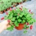 岁岁红红缨吊兰盆栽高级狗尾红四季开花好养吸甲醛垂吊花卉植物