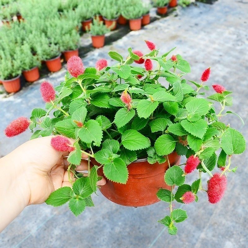 岁岁红红缨吊兰盆栽高级狗尾红四季开花好养吸甲醛垂吊花卉植物