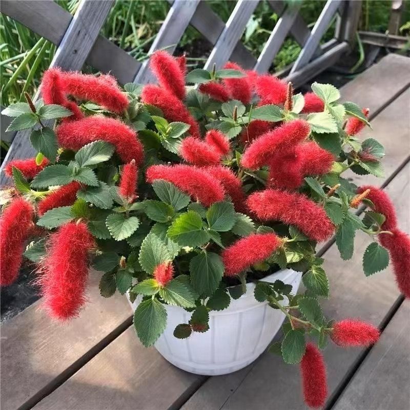 岁岁红红缨吊兰盆栽高级狗尾红四季开花好养吸甲醛垂吊花卉植物