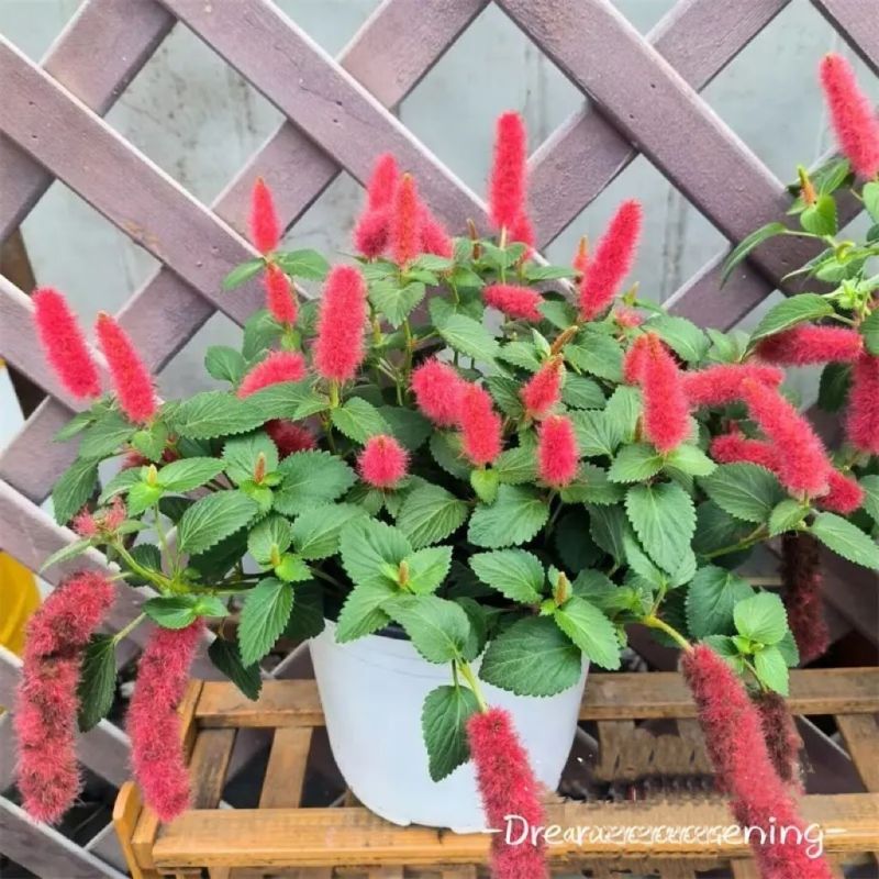岁岁红红缨吊兰盆栽高级狗尾红四季开花好养吸甲醛垂吊花卉植物