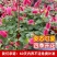 岁岁红红缨吊兰盆栽高级狗尾红四季开花好养吸甲醛垂吊花卉植物