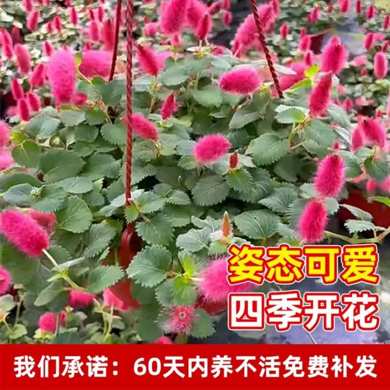 岁岁红红缨吊兰盆栽高级狗尾红四季开花好养吸甲醛垂吊花卉植物