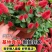 岁岁红红缨吊兰盆栽高级狗尾红四季开花好养吸甲醛垂吊花卉植物