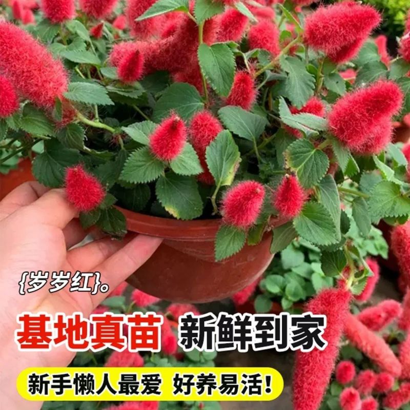 岁岁红红缨吊兰盆栽高级狗尾红四季开花好养吸甲醛垂吊花卉植物