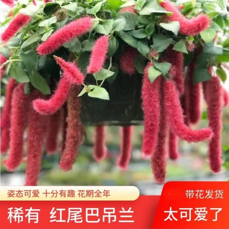 岁岁红红缨吊兰盆栽高级狗尾红四季开花好养吸甲醛垂吊花卉植物