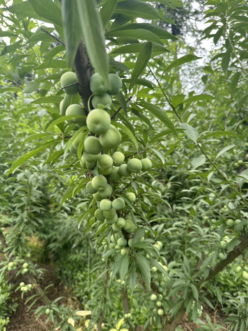 珍珠李子雀儿李子四川峨眉山高山基地直供批发
