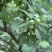 珍珠李子雀儿李子四川峨眉山高山基地直供批发