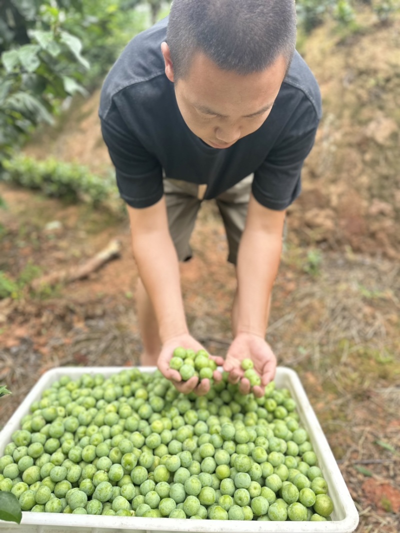 珍珠李子雀儿李子四川峨眉山高山基地直供批发