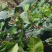 长寿铜厂野生天然高品质草豆蔻/草蔻（未加工生货）